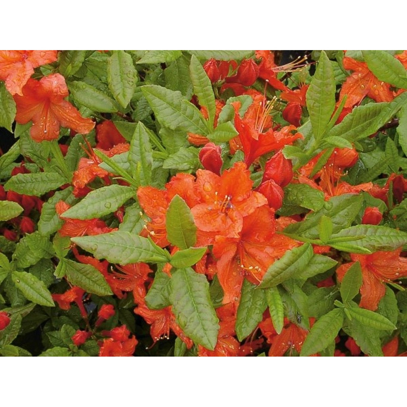 Rhododendron – Rhododendron luteum 'Barselick' - C5 40-50 CM